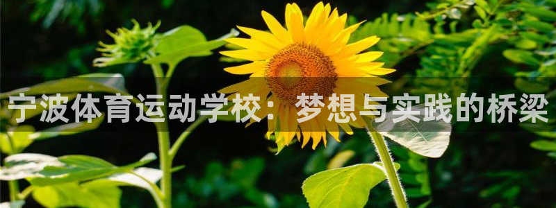 3377体育官网：宁波体育运动学校：梦想与实践的桥梁